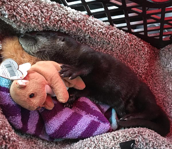 Otto-The-Otter-On-His-Travels Otto The Otter On His Travels