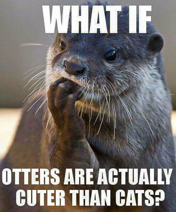 What if Otters are actually cuter than cats? Meme 