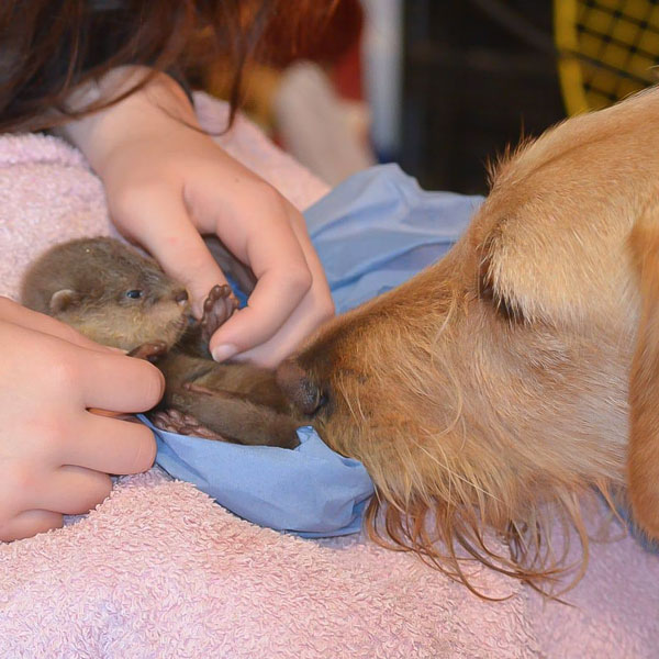 Dog with baby otter