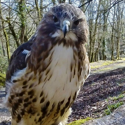 Red-Tailed Hawk