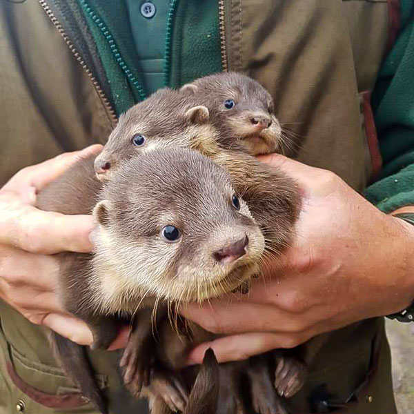bouquet of otters