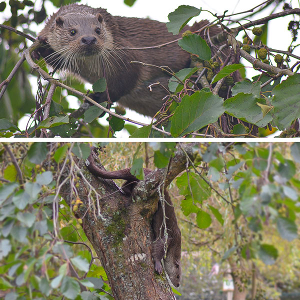 Coady The Otter