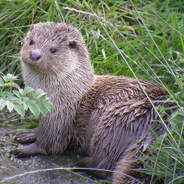 Harriet The Otter