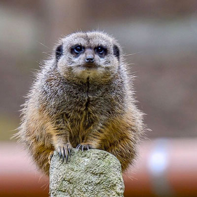 Meerkat