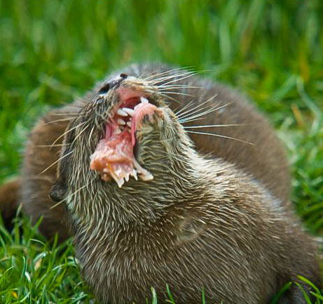 Otter Eating Fish