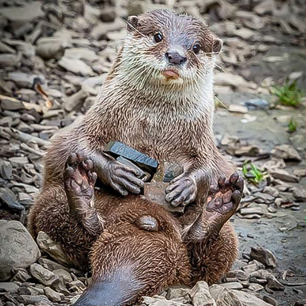 Otter Sitting