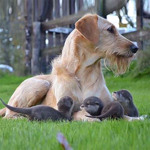 Otter Pups With Dogs