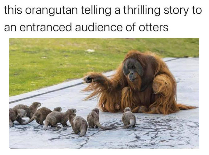 Otters And Orangutan