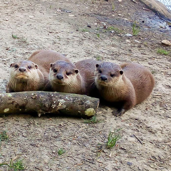 Group Of Otters