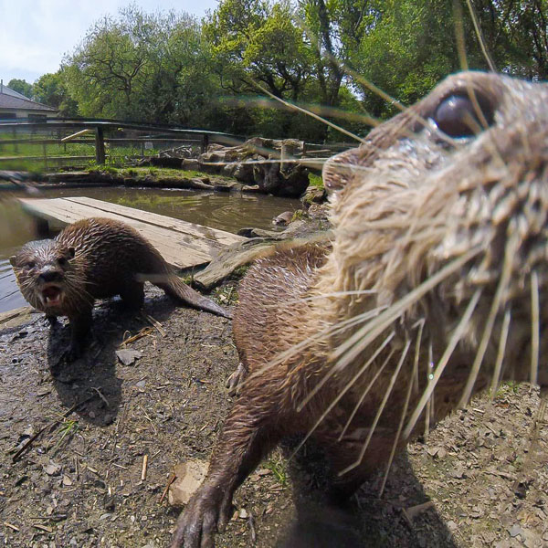 Otters In Sanctury