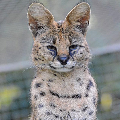 Serval