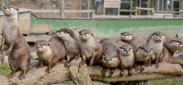 Tamar Otter And wildlife Centre