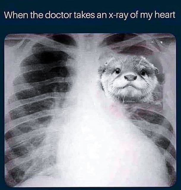 When The Doctor Takes An X-Ray Of My Heart Otter Version