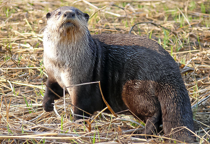 African Clawless Otter African Clawless Otter