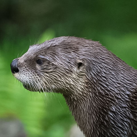 America-River-Otter-2 North American River Otter Species