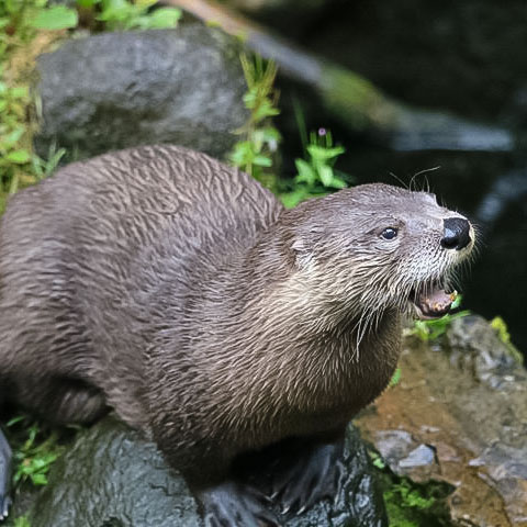 American-River-Otter-3 North American River Otter Species