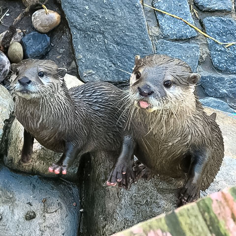 Asian-Short-Clawed-Otters-2 Asian Small Clawed Otters