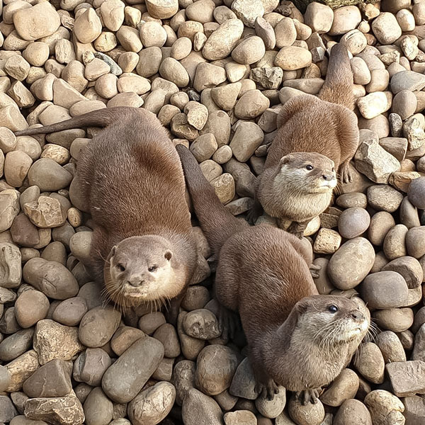 Asian-Short-clawed-Otters Asian Short Clawed Otters