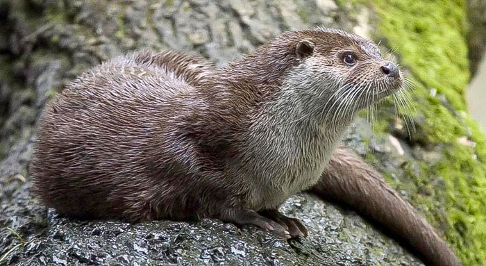 Eurasian otter Eurasian otter