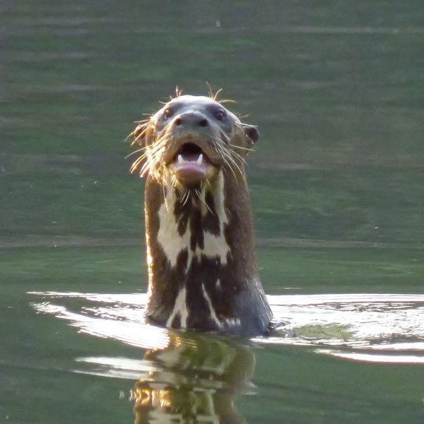 Giant-Otters-2 Giant Otter Species