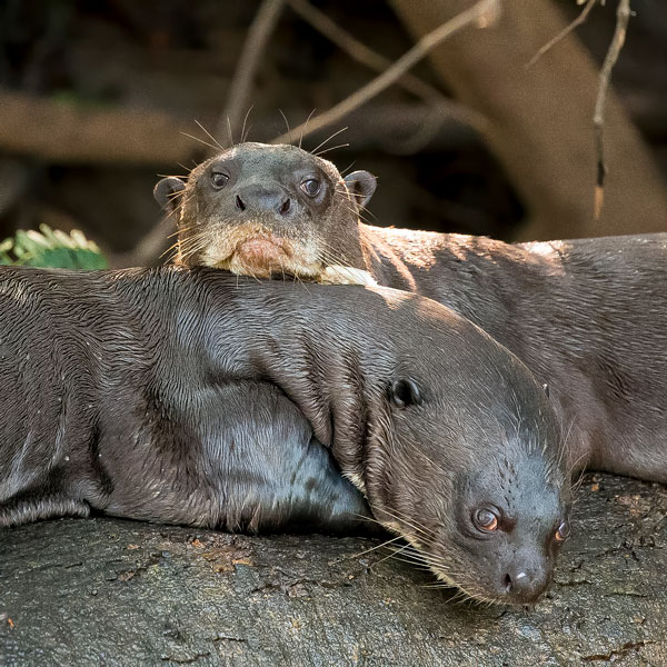 Giant-Otters Giant Otters