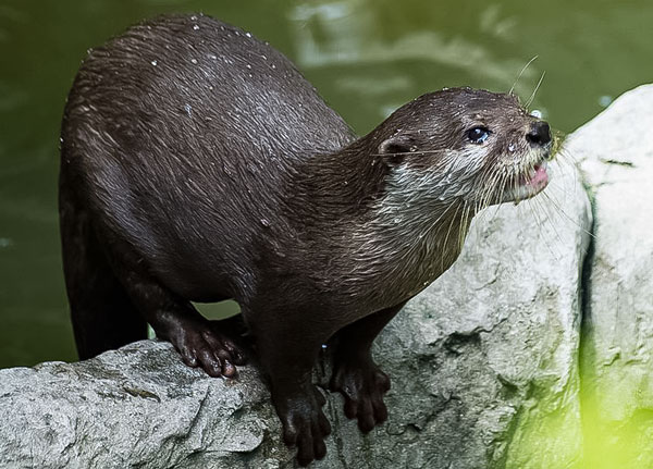 Hariy-Nosed-Otter Hairy Nosed Otter