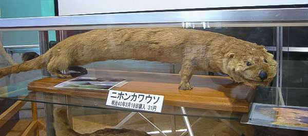 Japanese_otter Japanese Otter