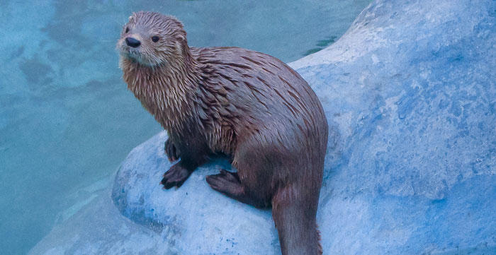 Marine-Otter Marine Otter Species