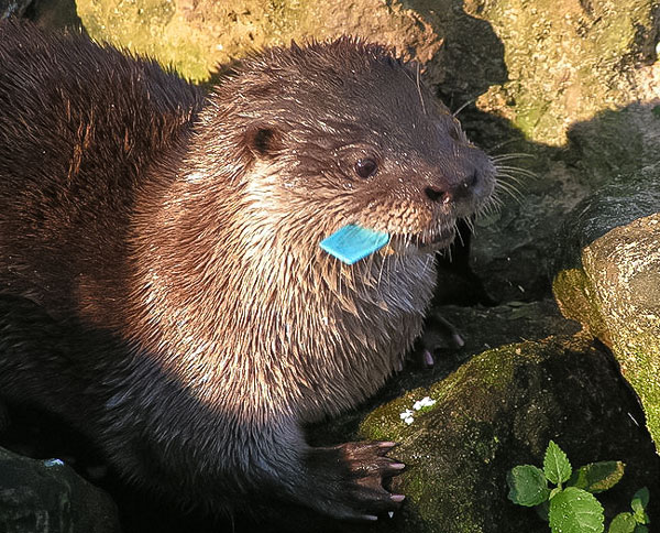Neotropical-otter Neotropical otter