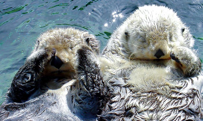 Sea-Otters Sea Otters