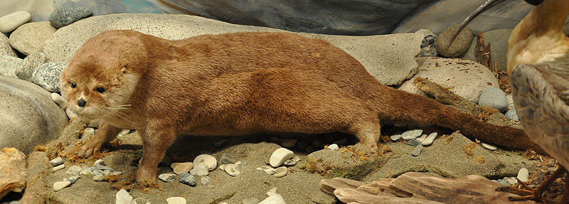 South-American-River-Otter Southern River Otter