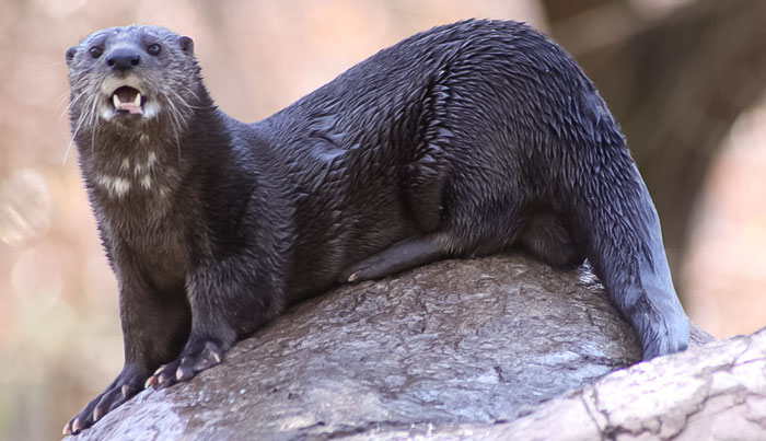 Spotted-necked_otter_1 Spotted Necked Otter