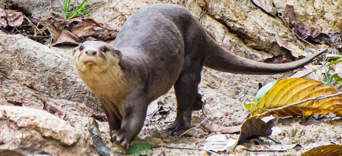 The-smooth-coated-otter-(Lutrogale-perspicillata) smooth-coated otter - Lutrogale perspicillata