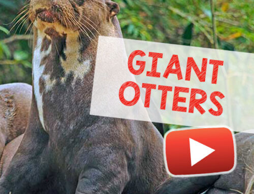 Giant Otters Of Brazil