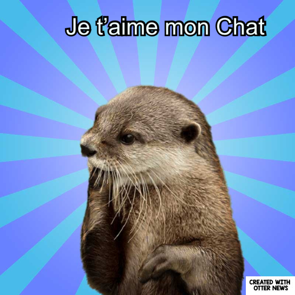 Je T Aime Mon Chat In Otter News Je T Aime Mon Chat In Otter News